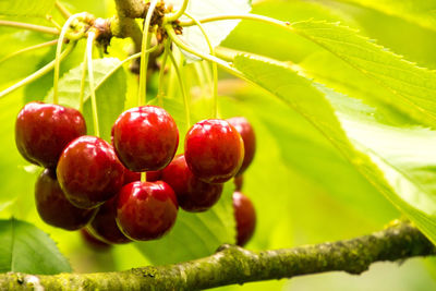 Close-up of cherries on tree