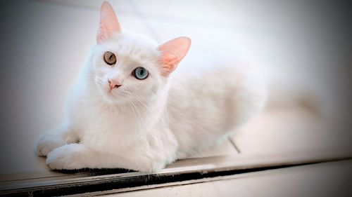 Portrait of white cat