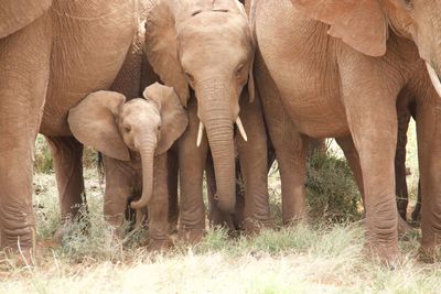 indian elephant