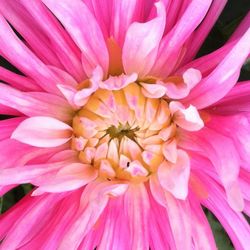 Close-up of pink flowers