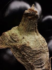 Close-up of mushroom growing on tree trunk