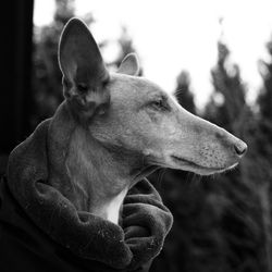 Close-up of dog looking away