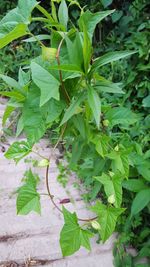 Close-up of fresh green plant