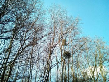 Low angle view of bare trees against sky