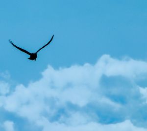 Low angle view of bird flying in sky