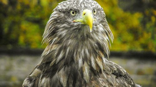 Close-up of bald eagle