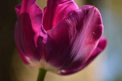 Close-up of pink flower blooming outdoors