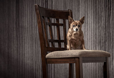 Portrait of dog sitting on chair