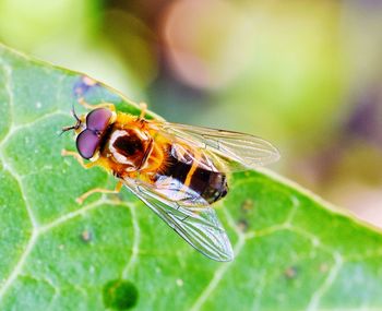 Close-up of fly on leaf
