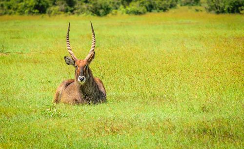 A waterbuck lying in the open fields 