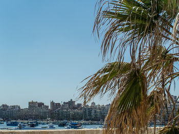 Palm trees by sea against clear sky