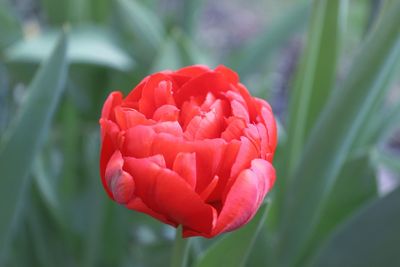 Close-up of red rose flower