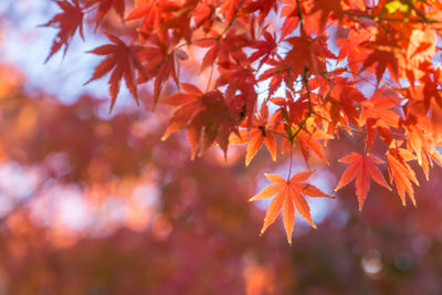 Close-up of maple leaves on tree