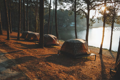 Scenic view of forest