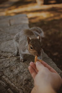 Close-up of hand feeding squirrel