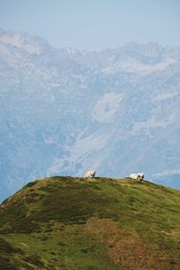 Cows on mountain