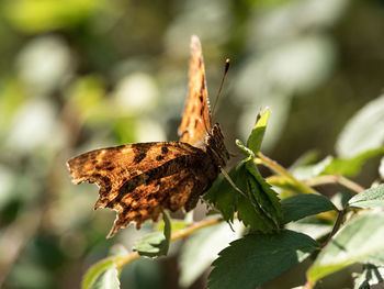 Close-up of butterfly on leaves