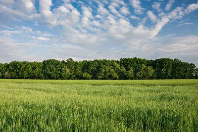 Scenic view of agricultural field against sky