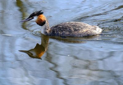Side view of a mallard duck swimming in lake