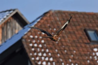 Low angle view of a red kite flying