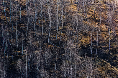 Full frame shot of snow covered land