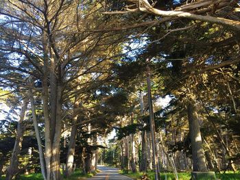 Narrow pathway along trees