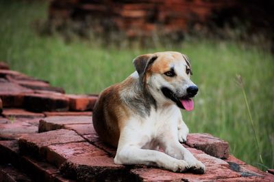 Dog looking away while sitting outdoors