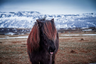 Horse standing on field against sky icelandic icon spring coat mountains behind winter cover snow