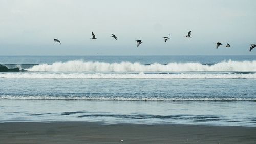 Birds flying over sea