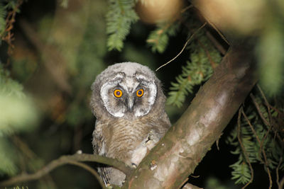 Close-up portrait of owl on branch