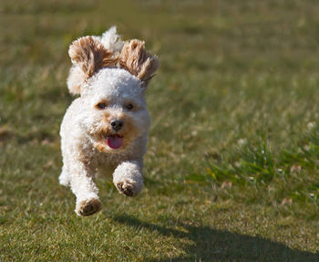 Portrait of dog running on field