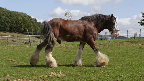 Walking big horse clydesdale