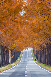 Autumn leaves of metasequoia trees in shiga prefecture