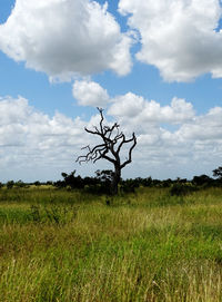 Bare tree on field against sky