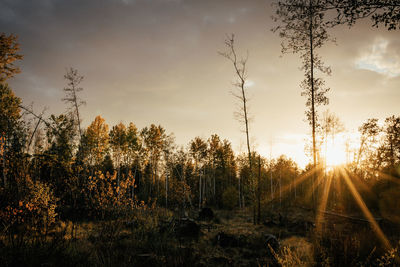 Plants growing on land against sky at sunset