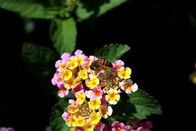 Close-up of bee on flowers