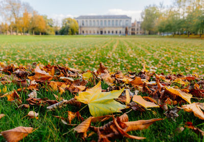 Close-up of autumn leaves fallen on field