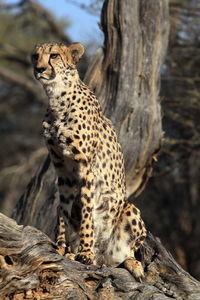 Leopard on tree trunk