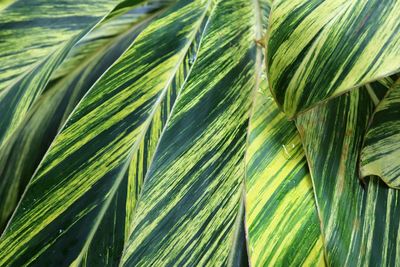 Full frame shot of palm tree