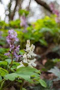 Close-up of white flowering plant