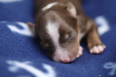 Close-up of dog lying on table
