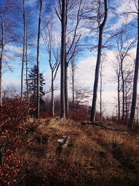 Bare trees in forest against sky