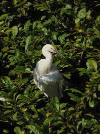 White bird in a plants