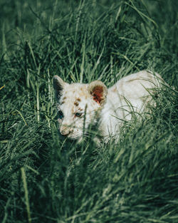 Cat on grass