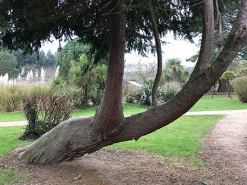 Trees in park against sky