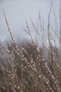 Close-up of flowering plants on field