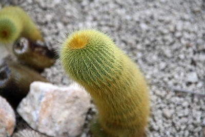 Close-up of lizard