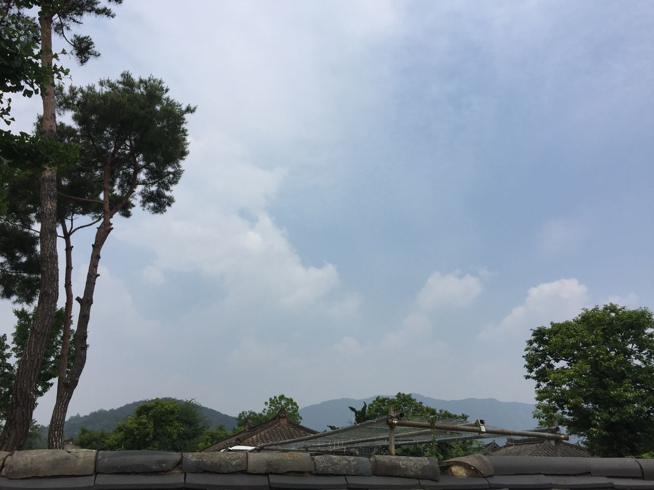 LOW ANGLE VIEW OF TREES AND BUILDINGS AGAINST SKY