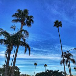 Low angle view of palm trees against blue sky