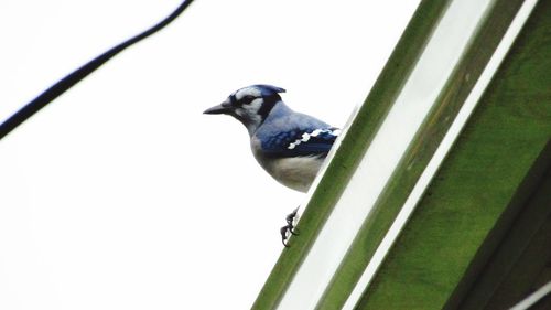 Close-up of bird perching on a wall